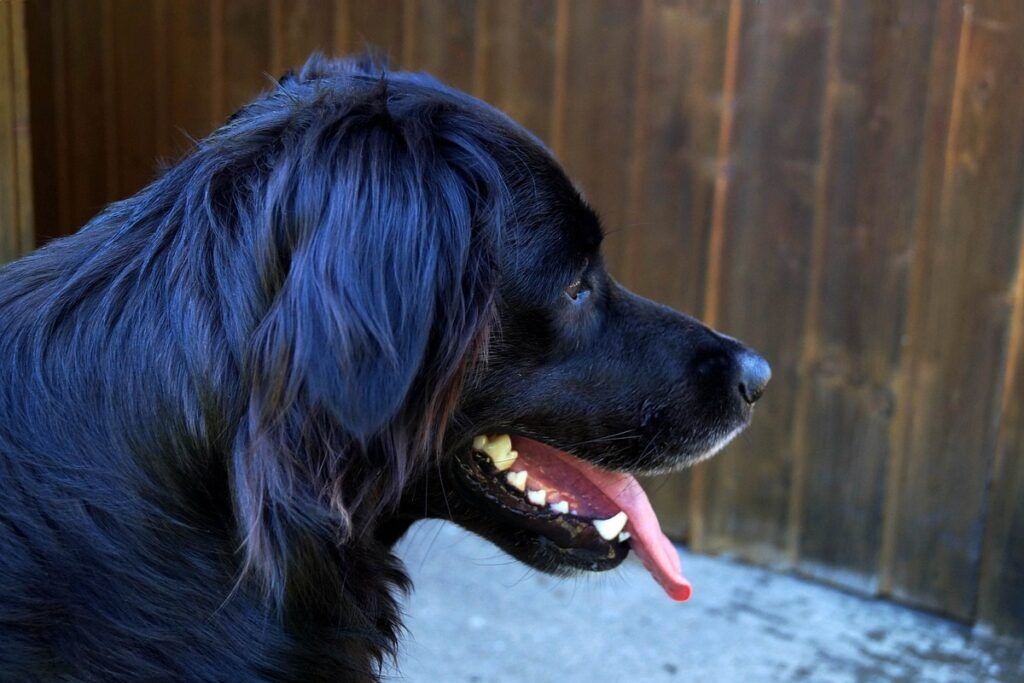 Black coated golden store retriever